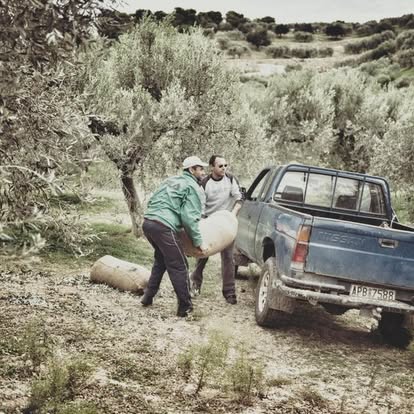 The Race Against Time: What Happens When Olives Wait