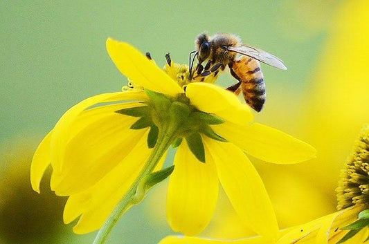 From Olive Grove to Beehive: A Farmer's Appreciation of Greek Honey