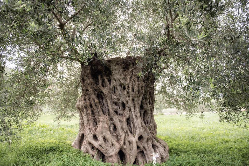 The Papa's Grove Story: When the Harvest Calls Us Home