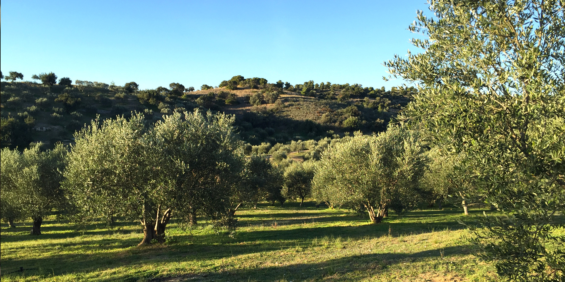 Papa's Grove Olive Farm