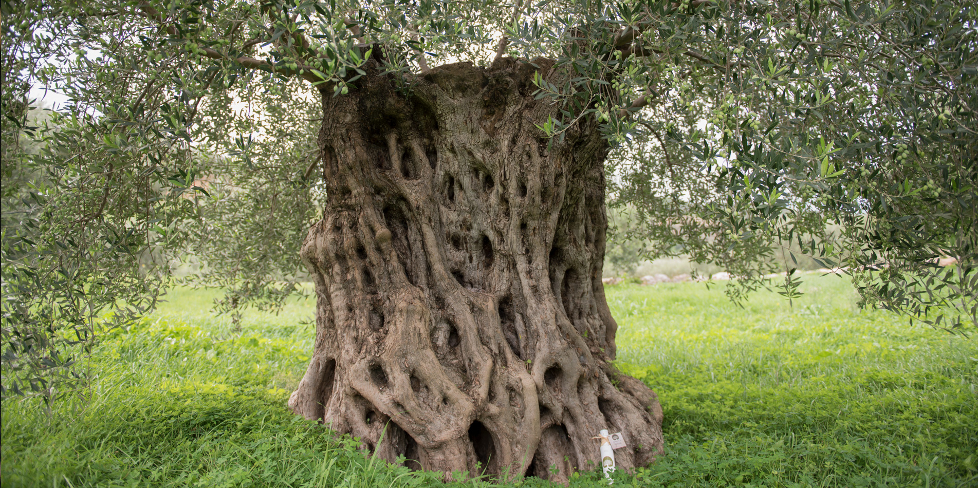 Our 1000 year olive tree